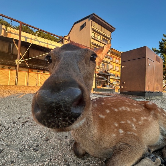 Meet your Posher, Anson - Picture 2 of 2